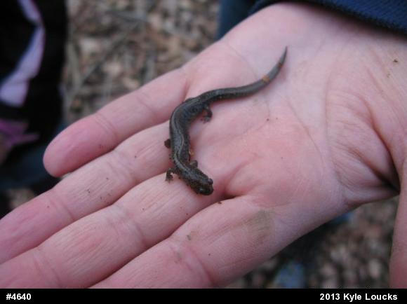 Eastern Red-backed  Salamander