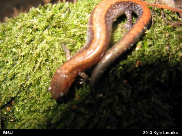 Eastern Red-backed  Salamander