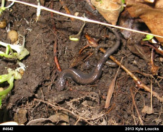 Eastern Red-backed  Salamander