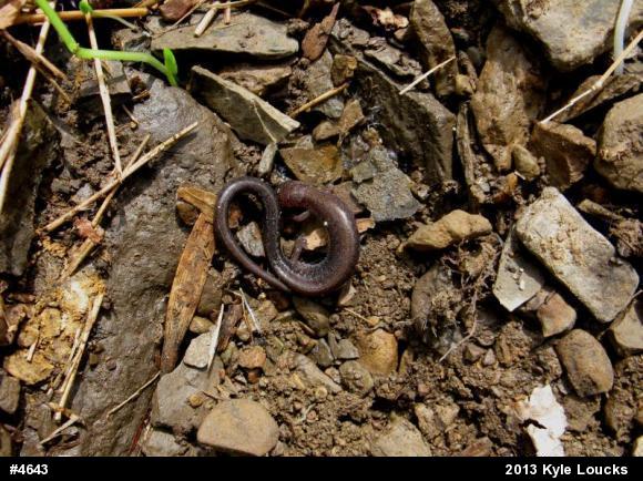 Eastern Red-backed  Salamander
