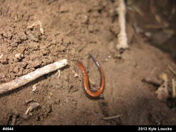 Eastern Red-backed  Salamander