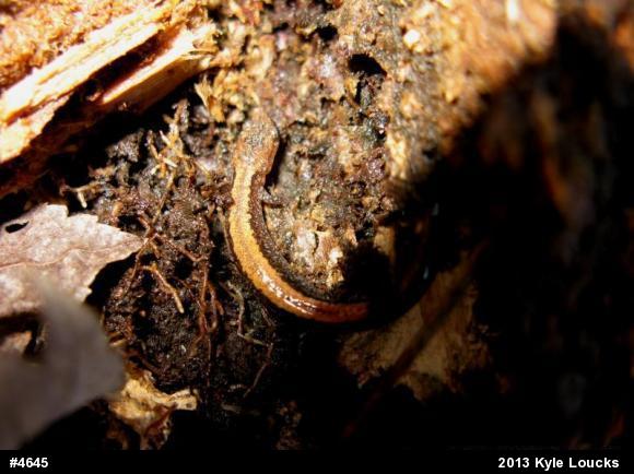 Eastern Red-backed  Salamander