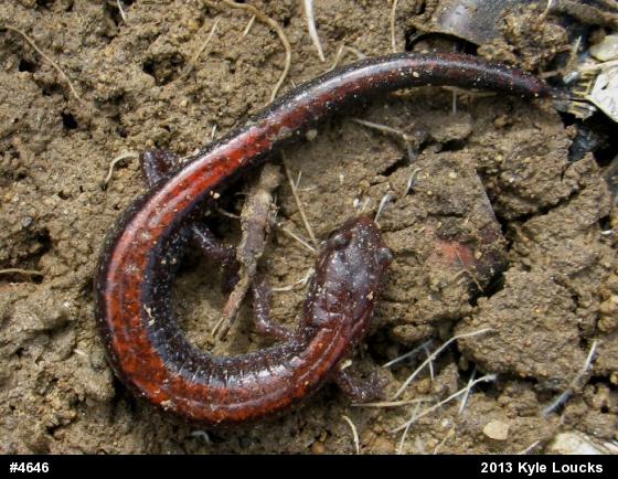 Eastern Red-backed  Salamander