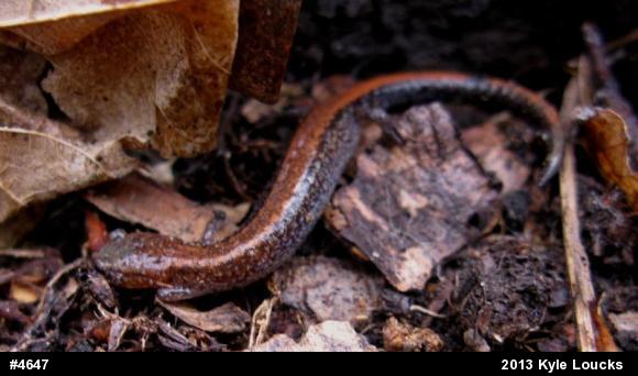 Eastern Red-backed  Salamander
