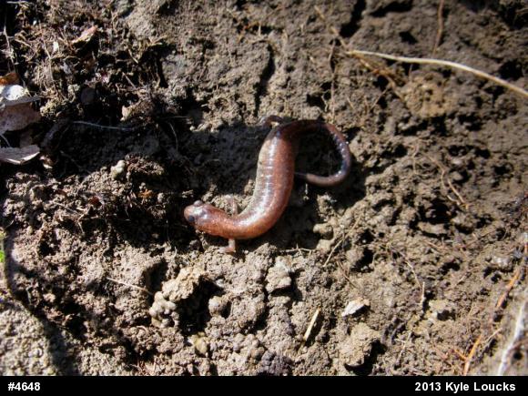 Eastern Red-backed  Salamander