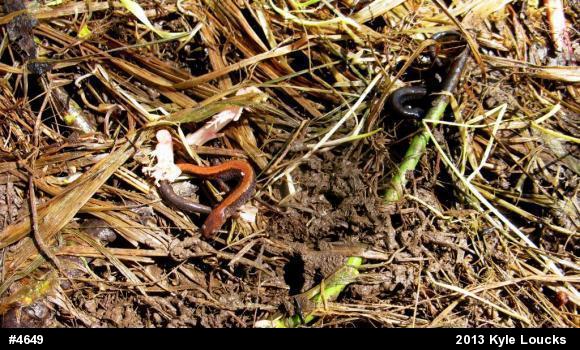 Eastern Red-backed  Salamander