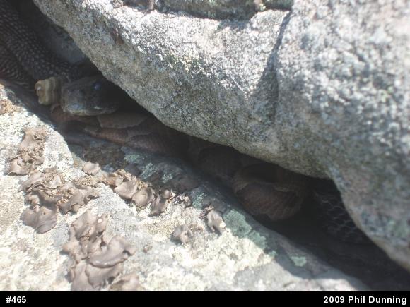 Northern Copperhead