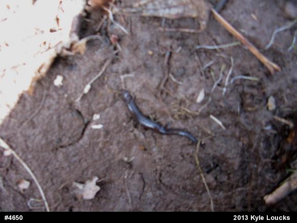 Eastern Red-backed  Salamander