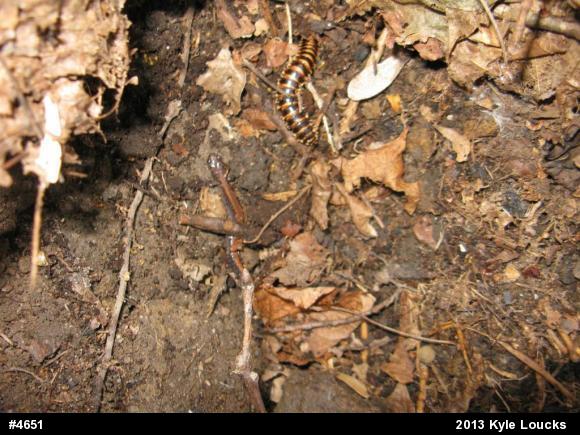 Eastern Red-backed  Salamander