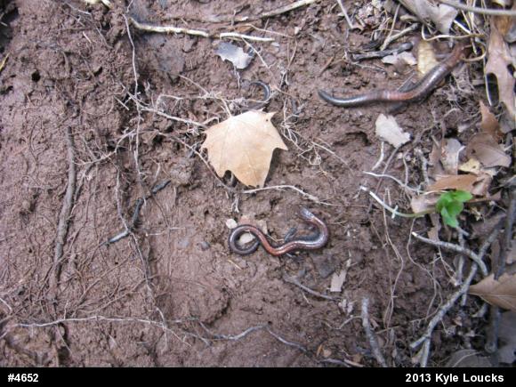 Eastern Red-backed  Salamander