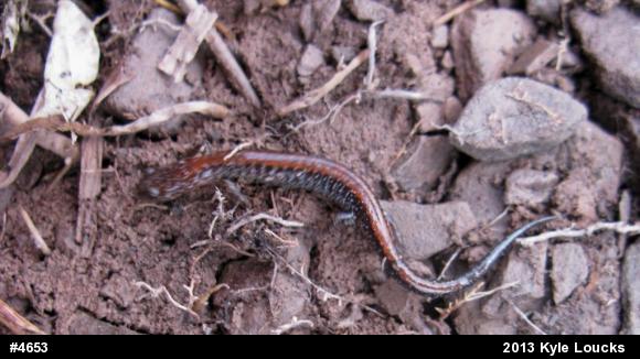 Eastern Red-backed  Salamander