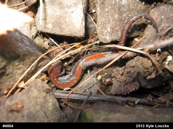 Eastern Red-backed  Salamander