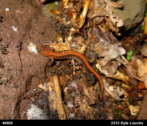 Eastern Red-backed  Salamander
