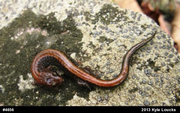 Eastern Red-backed  Salamander