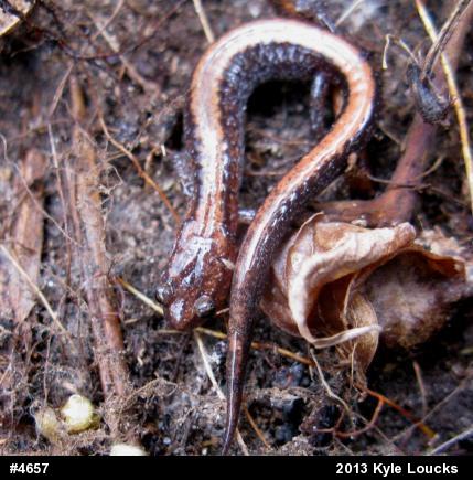 Eastern Red-backed  Salamander