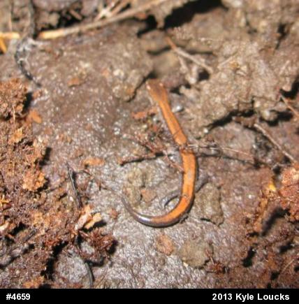 Eastern Red-backed  Salamander
