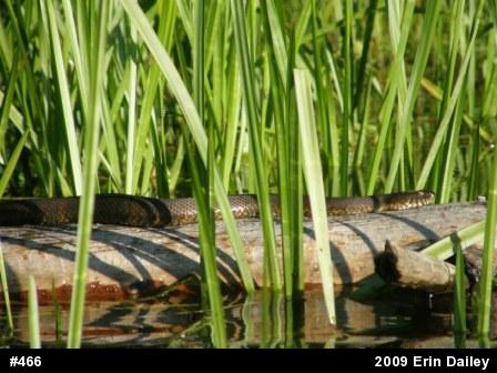 Northern Watersnake