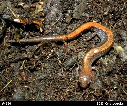 Eastern Red-backed  Salamander