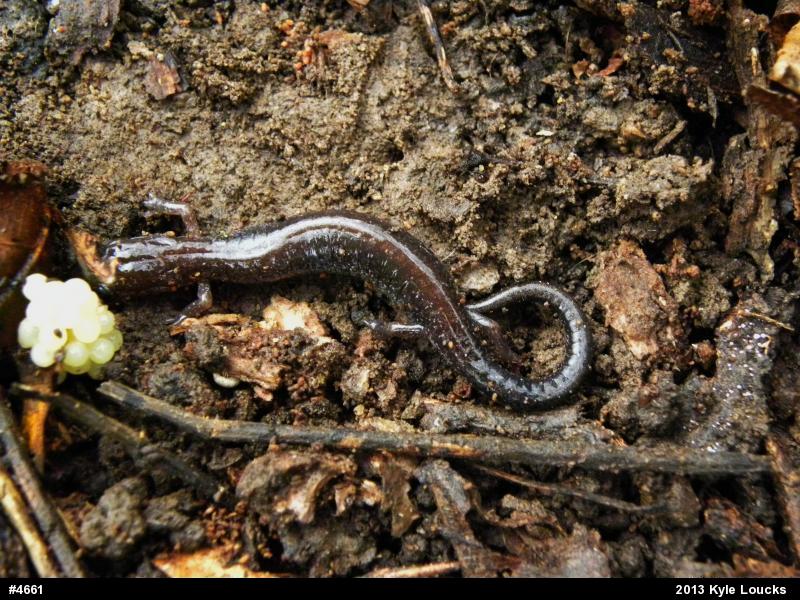 Eastern Red-backed  Salamander