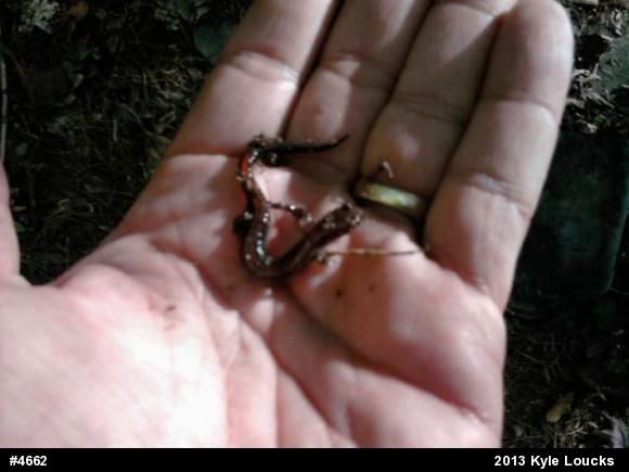 Eastern Red-backed  Salamander
