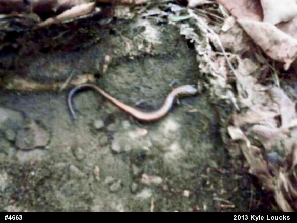 Eastern Red-backed  Salamander