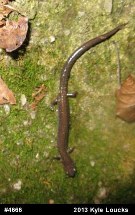 Eastern Red-backed  Salamander