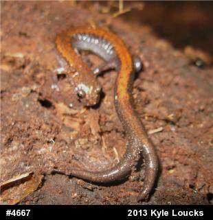 Eastern Red-backed  Salamander
