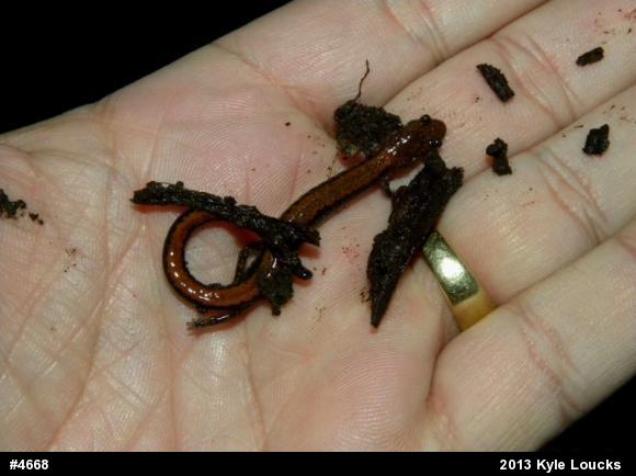 Eastern Red-backed  Salamander