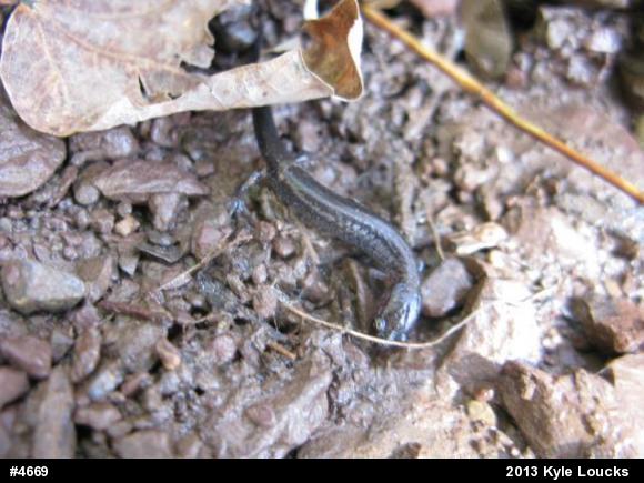 Eastern Red-backed  Salamander