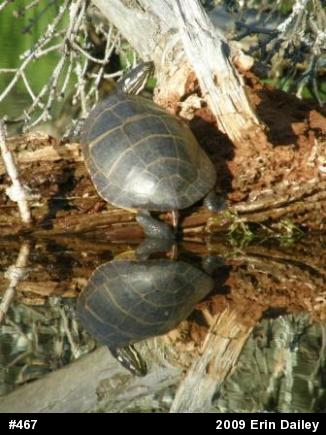 Eastern Painted Turtle