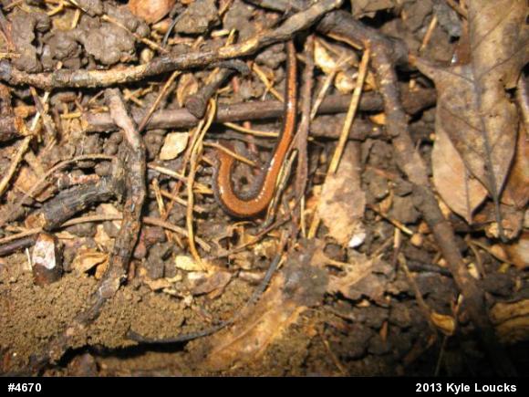 Eastern Red-backed  Salamander