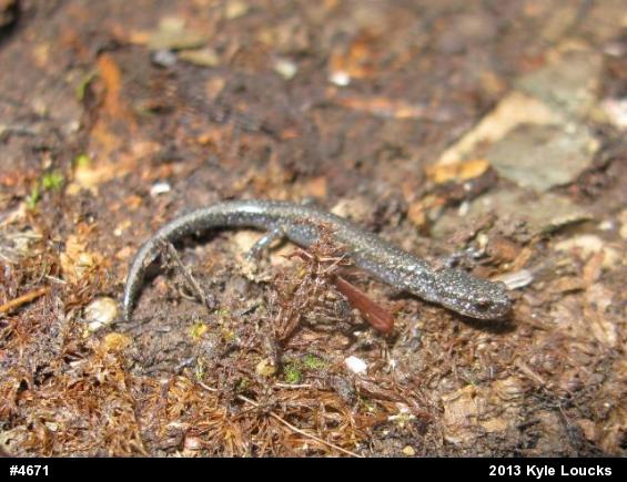 Eastern Red-backed  Salamander