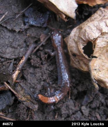 Eastern Red-backed  Salamander