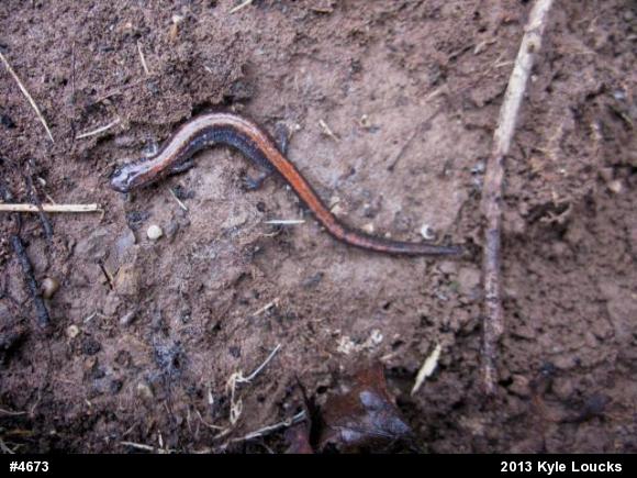 Eastern Red-backed  Salamander