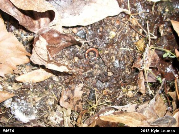 Eastern Red-backed  Salamander