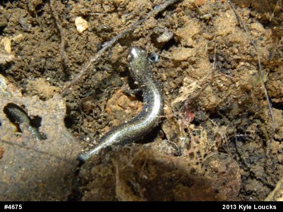 Eastern Red-backed  Salamander