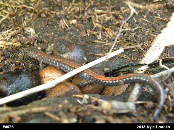 Eastern Red-backed  Salamander