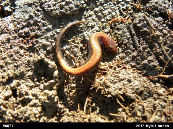 Eastern Red-backed  Salamander