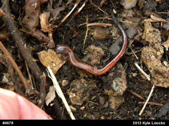 Eastern Red-backed  Salamander