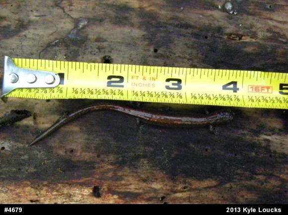 Eastern Red-backed  Salamander