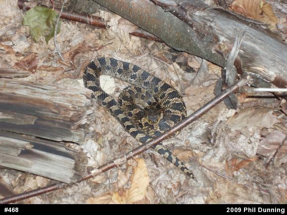 Eastern Hog-nosed Snake