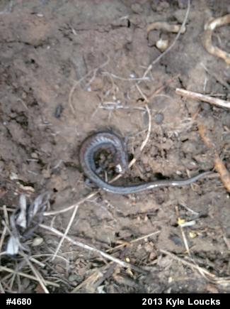 Eastern Red-backed  Salamander