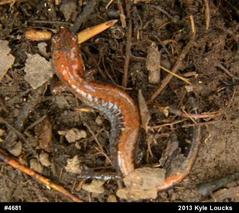 Eastern Red-backed  Salamander