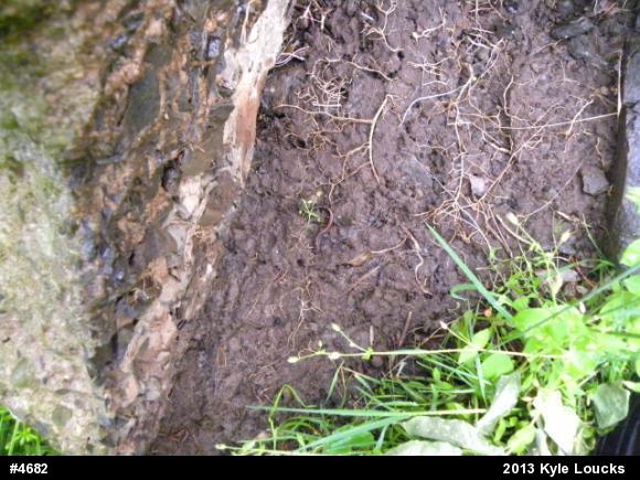 Eastern Red-backed  Salamander