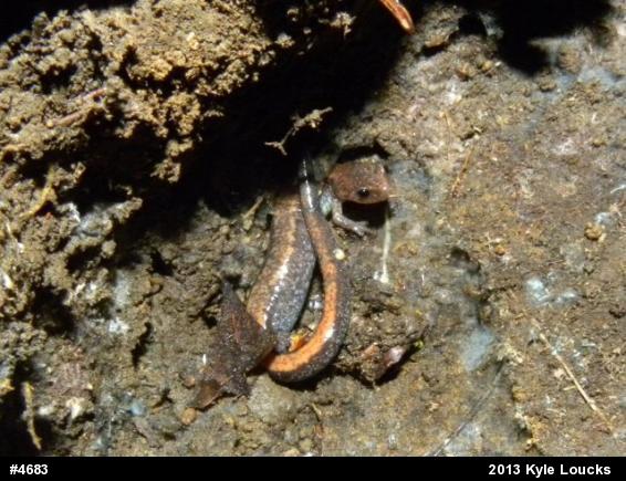 Eastern Red-backed  Salamander