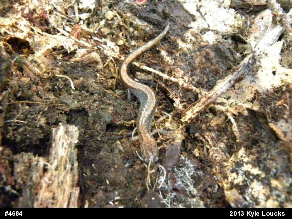 Eastern Red-backed  Salamander
