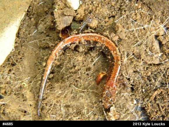Eastern Red-backed  Salamander