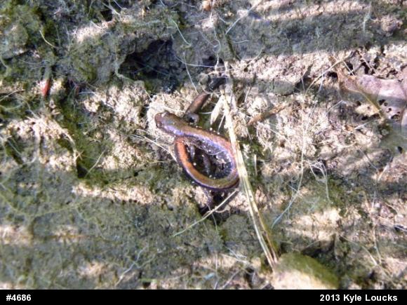 Eastern Red-backed  Salamander