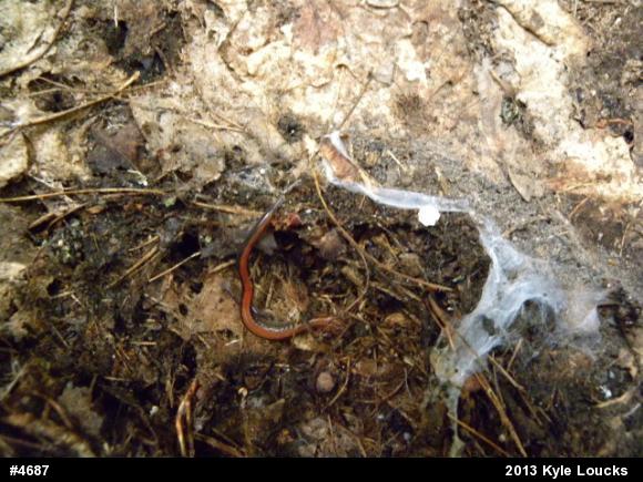 Eastern Red-backed  Salamander