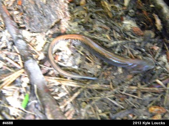 Eastern Red-backed  Salamander